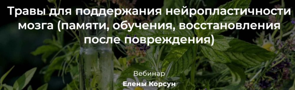 Травы для поддержания нейропластичности мозга (Елена Корсун)